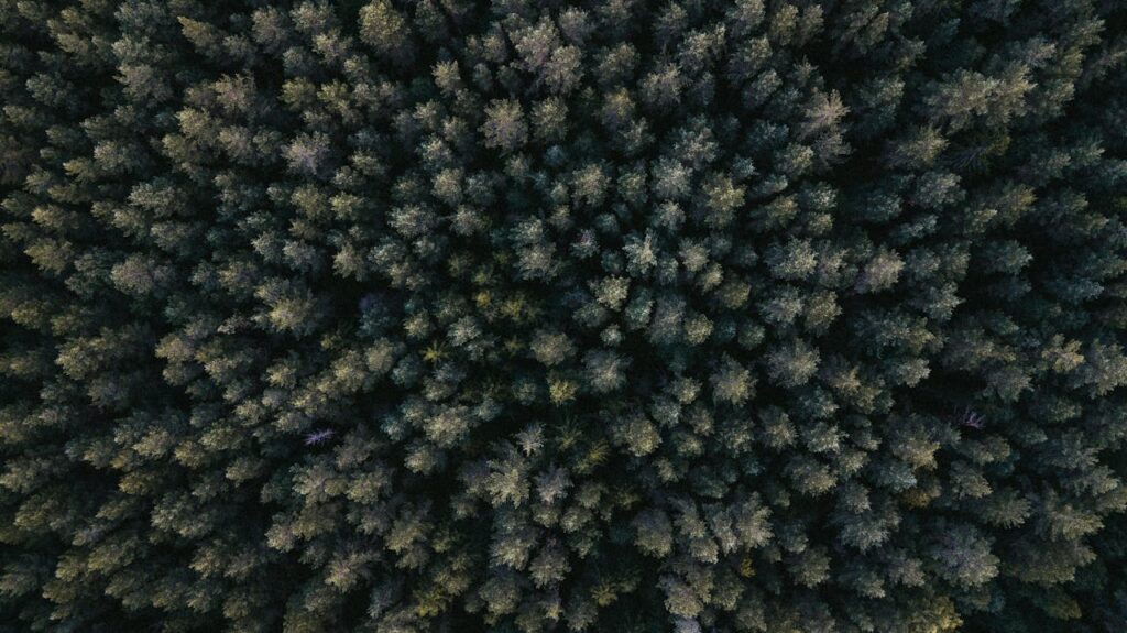 Explore the intricate patterns of a dense forest seen from above in this drone shot.