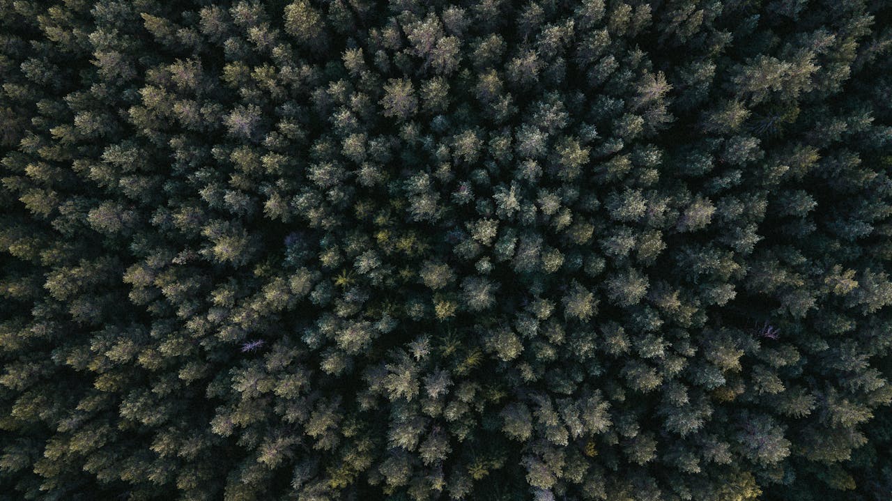 Explore the intricate patterns of a dense forest seen from above in this drone shot.