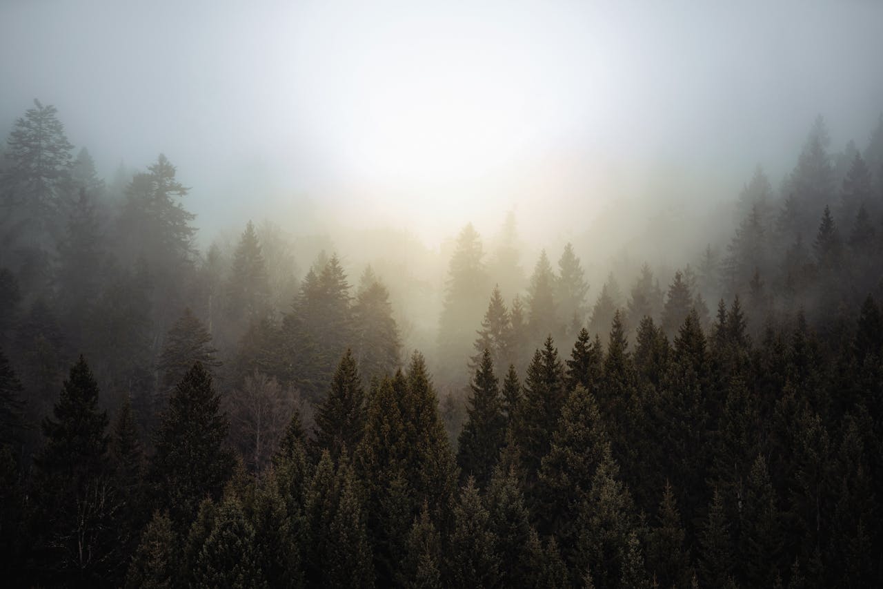 A serene aerial shot of an evergreen forest enveloped in mist at sunrise, creating a tranquil natural scene.