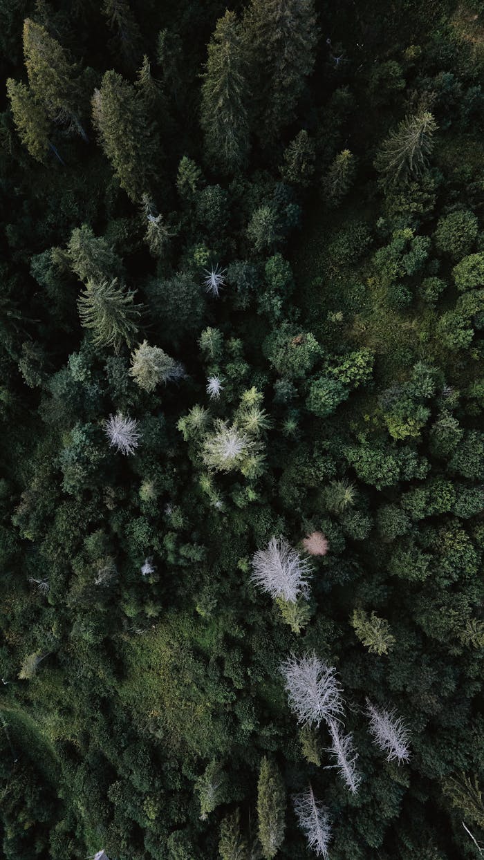Explore the lush greenery of a dense forest from above, revealing diverse foliage and colors.